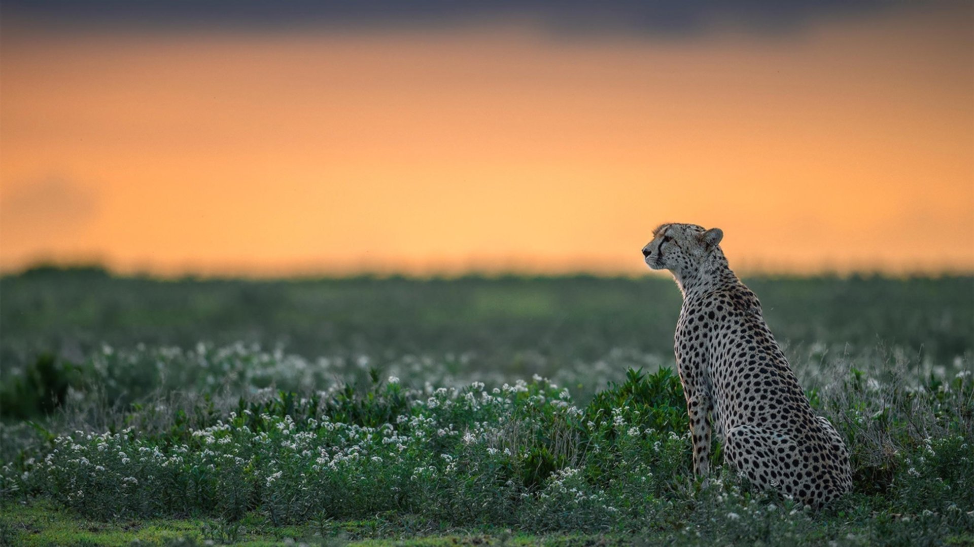 富安健洋，亚洲铁闸在欧美强强对话中闪耀，一战改写防守艺术的定义
